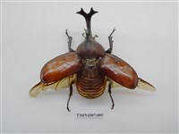 藏品(獨角仙)的圖片